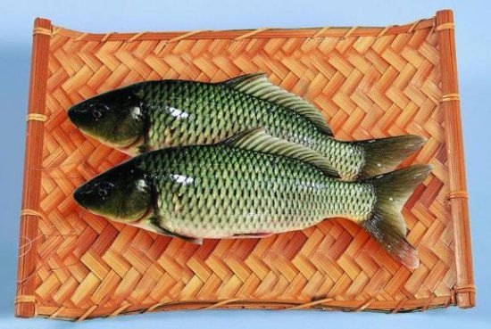 宁阳黄河鲤鱼：想买到的黄河鲤鱼，就到济南昌霖