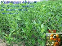 柳州柑橘树苗｜柳州柑橘树苗供应