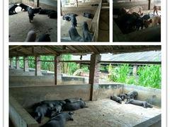 土猪代理|广西具有口碑的桂香园土猪生产基地