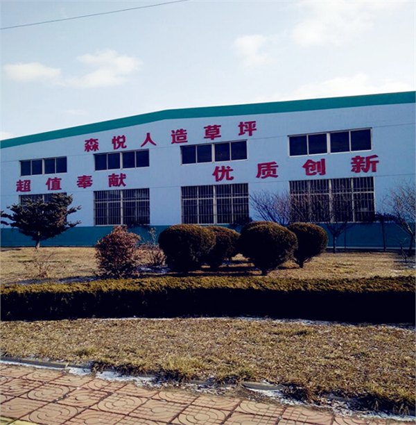 天津球场草皮 森悦