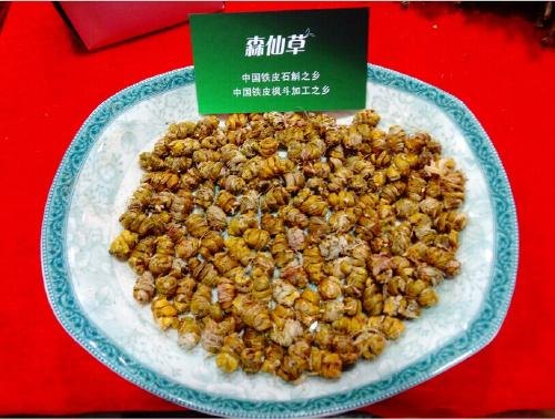 森草铁皮石斛-浑身都是宝