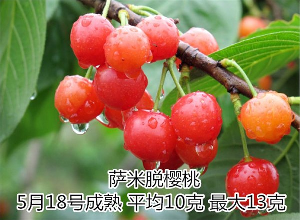 泰安萨米脱樱桃苗批发/我种你买/多年合作