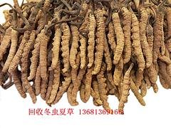 冬虫夏草公司 【荐】称心的回收冬虫夏草公司