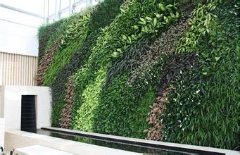 泰州室外植物墙|泰州室外植物墙公司哪家好【誉盛】