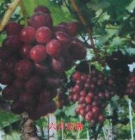 山东葡萄苗价格 鑫瑞果蔬公司_专业六月玫瑰葡萄苗