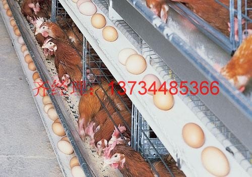 好用的蛋鸡笼，自动化鸡笼，热镀锌鸡笼，蛋鸡笼厂家