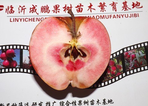 江苏红肉苹果苗价格 成鹏苗木基地2015最新报价
