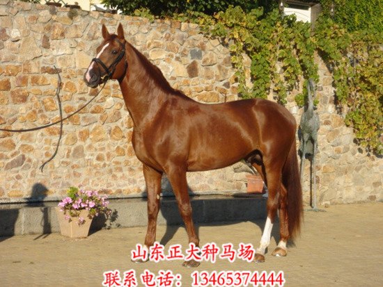 山东伊犁马养殖场价格 伊犁马供应商