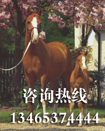 山东哪里有大型养马场