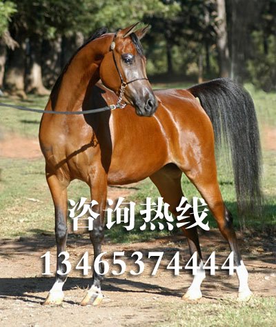 山东阿拉伯纯种马养殖场 阿拉伯纯种马价格