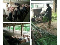 优良的桂园香土猪，划算的桂园香土猪河池哪里有