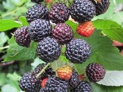 低价黑树莓价格——大量出售黑树莓