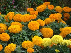 济南花卉种植，花卉租赁，环保花卉租赁，就来兴杉园