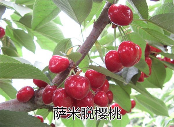 哪里有萨米脱樱桃苗|想要品种好的萨米脱樱桃苗就来