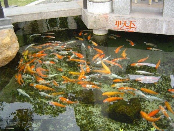 成都市锦鲤鱼池、别墅鱼池水发绿、浑浊处理。