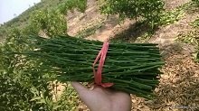 柳州南瓜橘枝条哪里比较好？