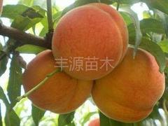 成活率高的黄金蜜1号桃苗批发，优良黄桃苗供应