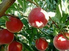 丰源果树种苗合作社_优质中桃2-24桃苗供应商_