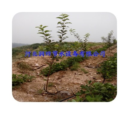 广东柑橘小管出流系统