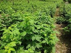 划算的树莓【供销】——树莓供货商
