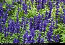 一应俱全的【山东青州鼠尾草种植基地价格】
