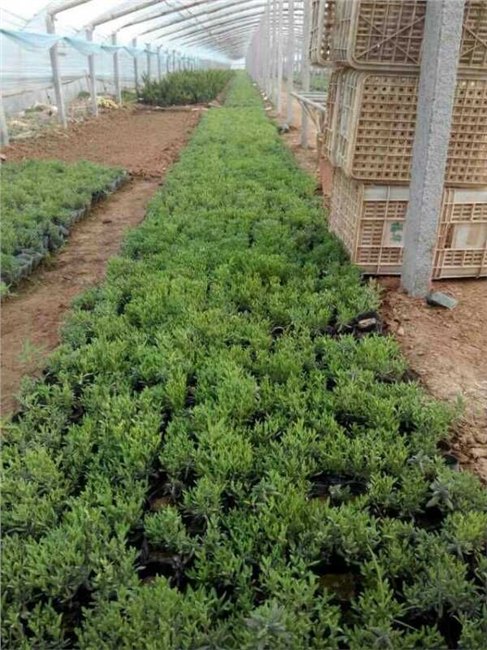 成活率高的薰衣草 哪里有卖贵州贵阳广东浙江成都重庆石家庄价格