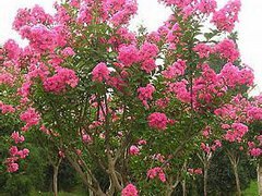 湖州价格超优惠，品质上乘的【紫薇树苗】基地面向全