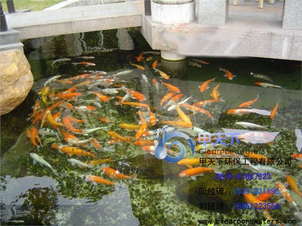 南京市花园鱼池水浑浊、发绿，就找甲天下水景！