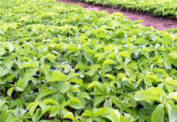 耐活的五叶地锦 哪有卖日照东营济宁邯郸长治临沂毕节重庆价格