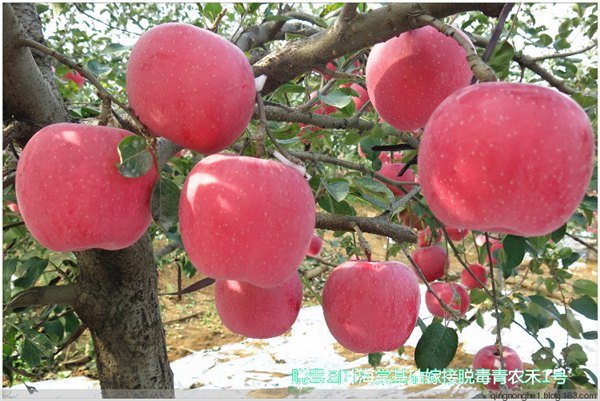 烟台北方（烟台）果树苗木·生产资料交易会