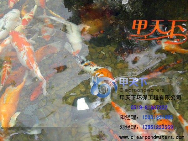 盐城市花园鱼池水浑浊处理。就找甲天下水景！
