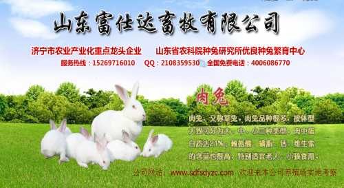 山东种兔培育基地-山东种兔