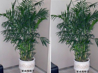 沈阳绿缘花卉租摆公司专业的绿植租摆公司【推荐】花