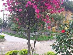 哪里能买到极好的花卉苗木|福建果树