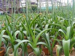 花卉花卉_供应福建精品红豆杉