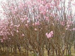 精品樱花树价格怎么样：周口樱花