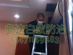 南宁酒店白蚁防治|南宁声誉好的白蚁防治