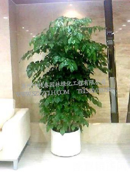 苏州叶枝春园林出售具有口碑的盆景装饰，无锡观赏植