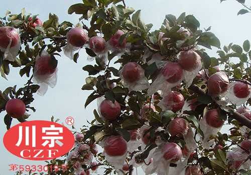 优质苹果苗供应_良种苹果苗哪家好