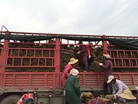 武汉草坪采购|武汉草坪厂家|武汉草坪种植【绿源，