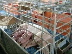 价格合理的母猪产床生产厂家 新乡哪里有卖销量好的