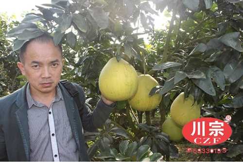 红肉蜜柚苗供应-成都红肉蜜柚苗供应