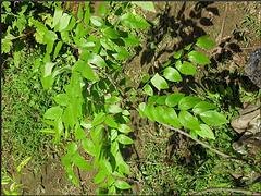 黄花梨苗_供应海南黄花梨苗