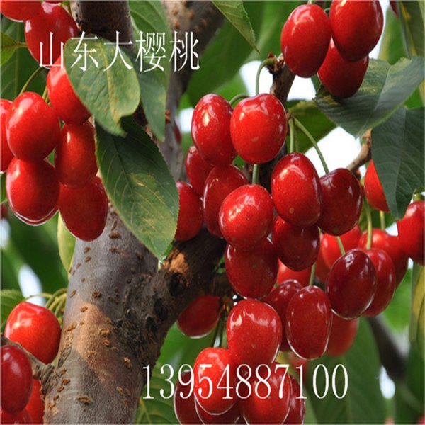 山东泰山吉塞拉大樱桃苗