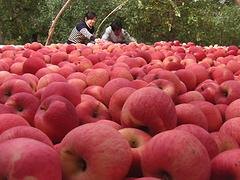 哪儿有热门烟台苹果批发市场_龙口苹果代收