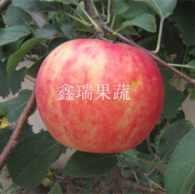 优质的水果苗木供应商  水果苗木批发