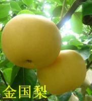 优质梨苗供应商——寿光市鑫瑞果蔬有限公司