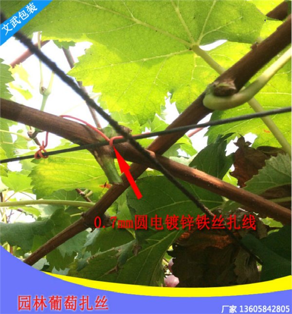 仅此一天葡萄专用扎带 园林扎丝捆丝猕猴桃枝条带绑扎线铁芯扎带