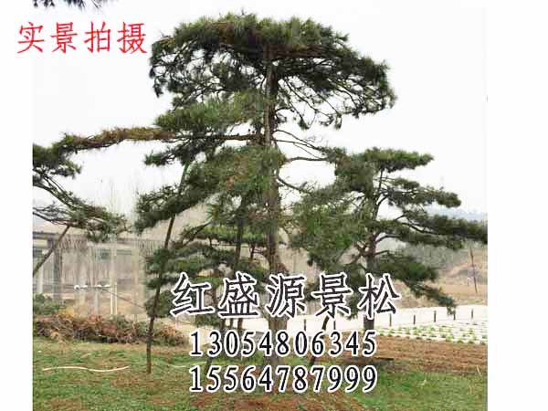 山东泰山古松基地哪家专业？【求指点】