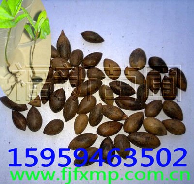 金丝楠木芽苗 小叶桢楠芽苗 桢楠种子